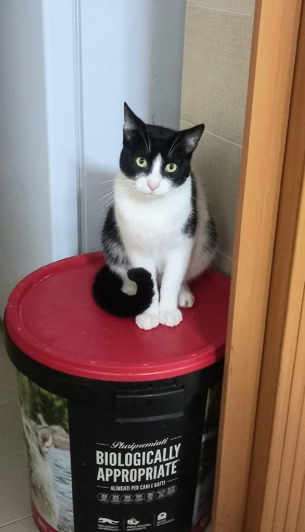 Zipper Amabile Giocherellone